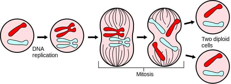 Major events in mitosis, where chromosomes are divided in a cell nucleus